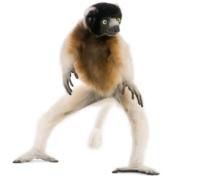 Young Crowned Sifaka Lemur Dancing